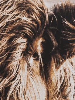 Leinwandbild, Braun -Teppichwelt Verkauf Highlandrind Leinwandbild Braun 83x103 lup1