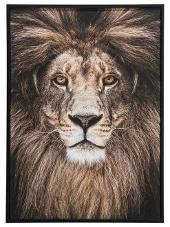 Teppichwelt Verkauf -Teppichwelt Verkauf Loewenkoenig Druckgerahmt Braun 50x70 pla